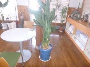 観葉植物H27.12.3